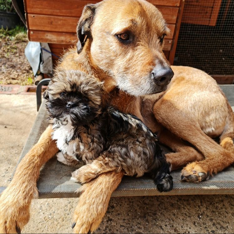 Shih Tzu Companion Breeder