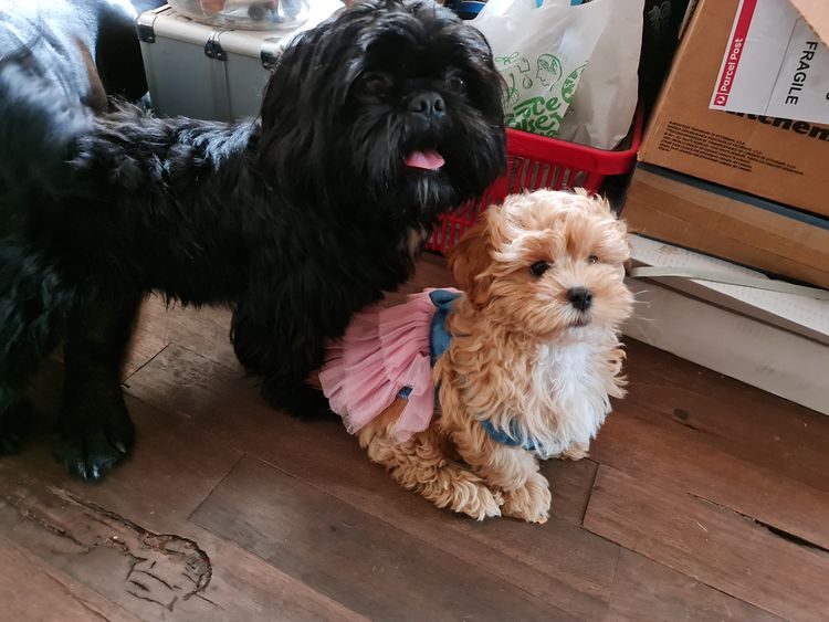 Shih Tzu Companion Breeder