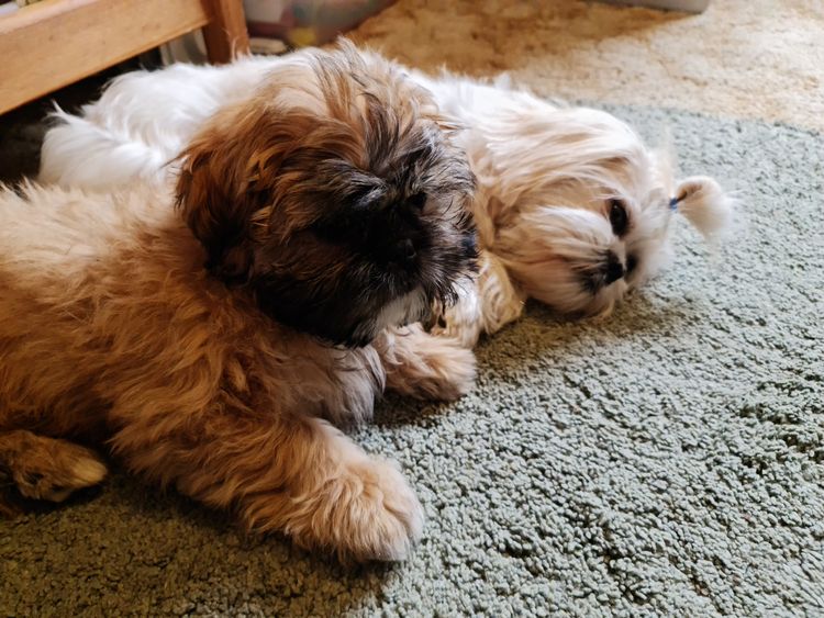 Shih Tzu Companion Breeder