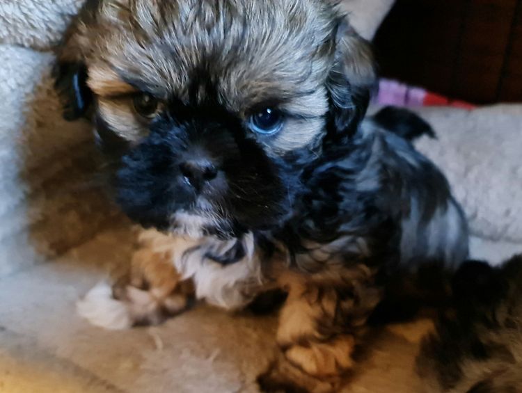 Shih Tzu Companion Breeder