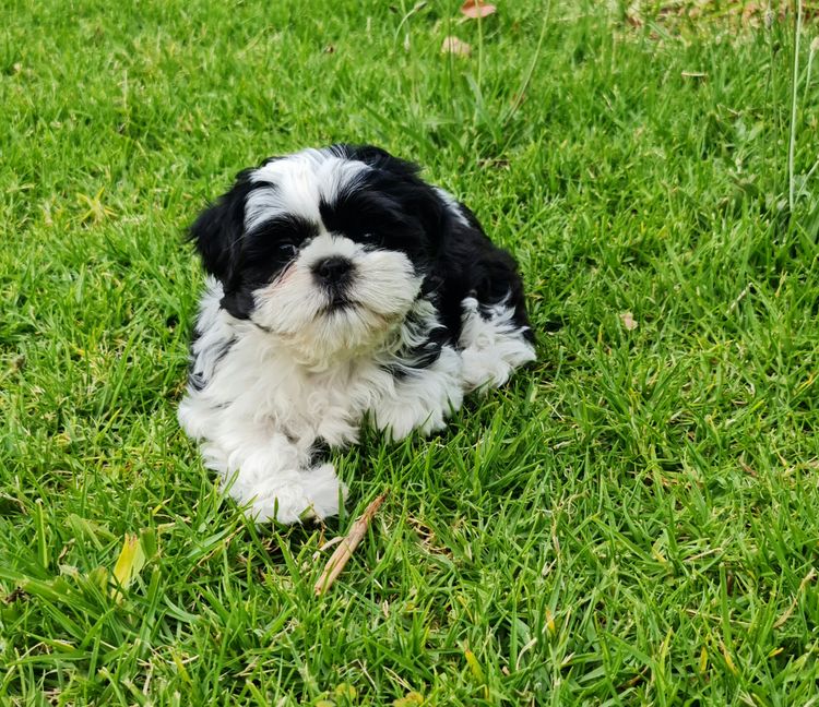 Shih Tzu Companion Breeder