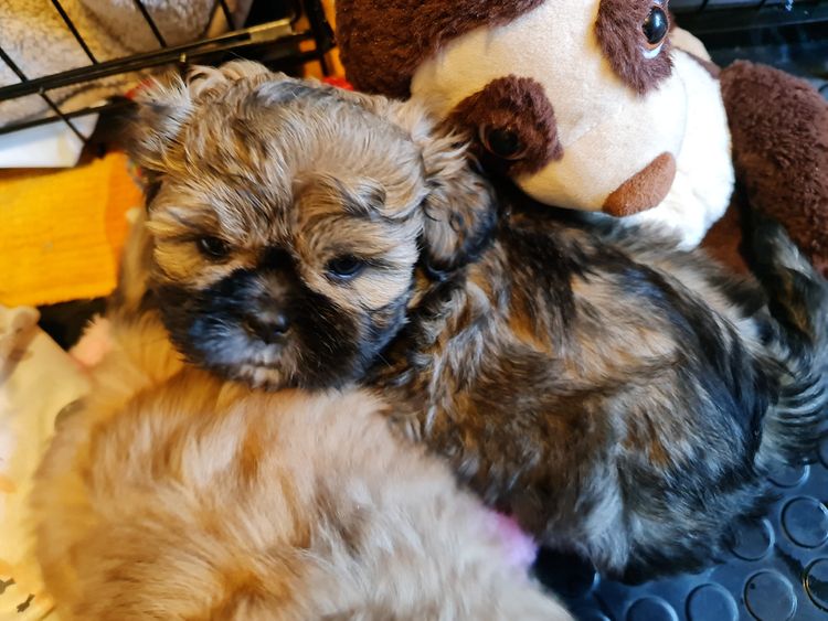 Shih Tzu Companion Breeder