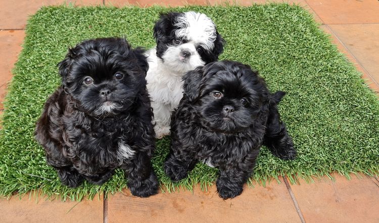 Shih Tzu Companion Breeder
