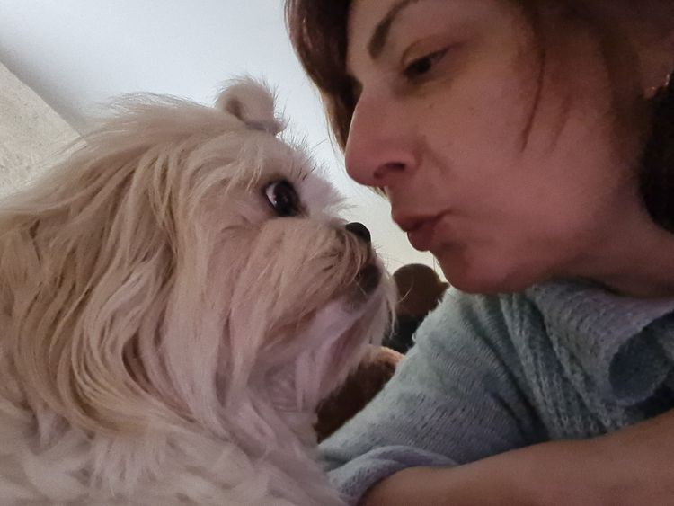 Shih Tzu Companion Breeder