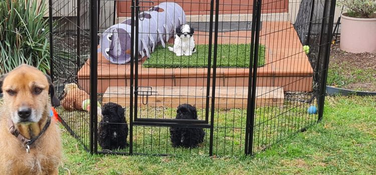 Shih Tzu Companion Breeder