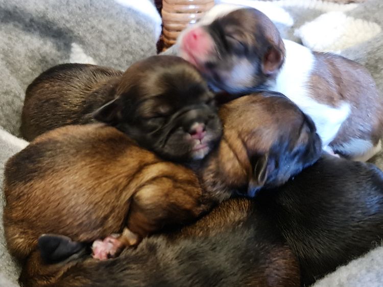 Shih Tzu Companion Breeder