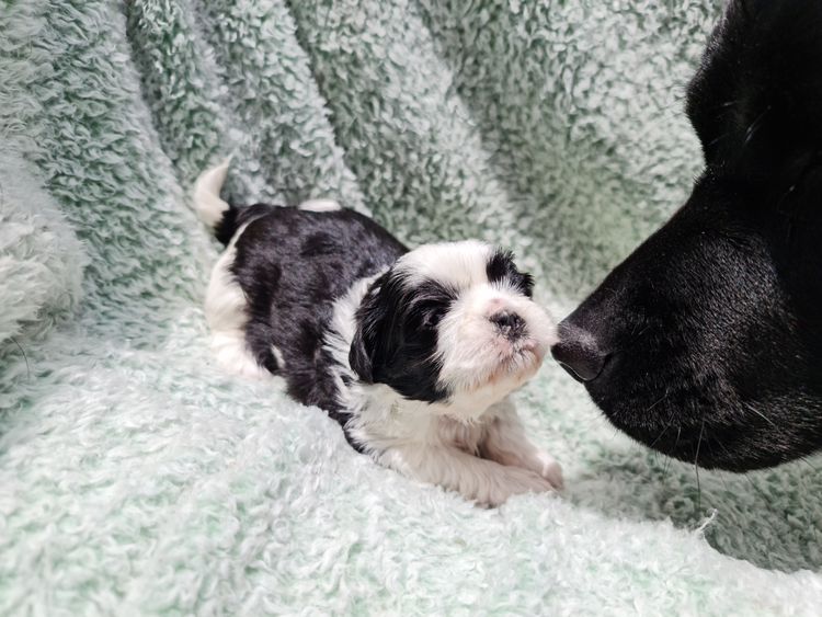 Shih Tzu Companion Breeder