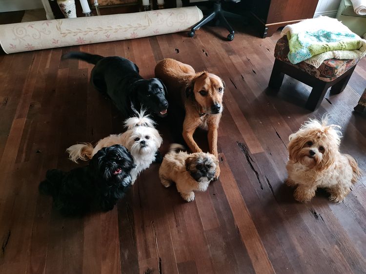 Shih Tzu Companion Breeder