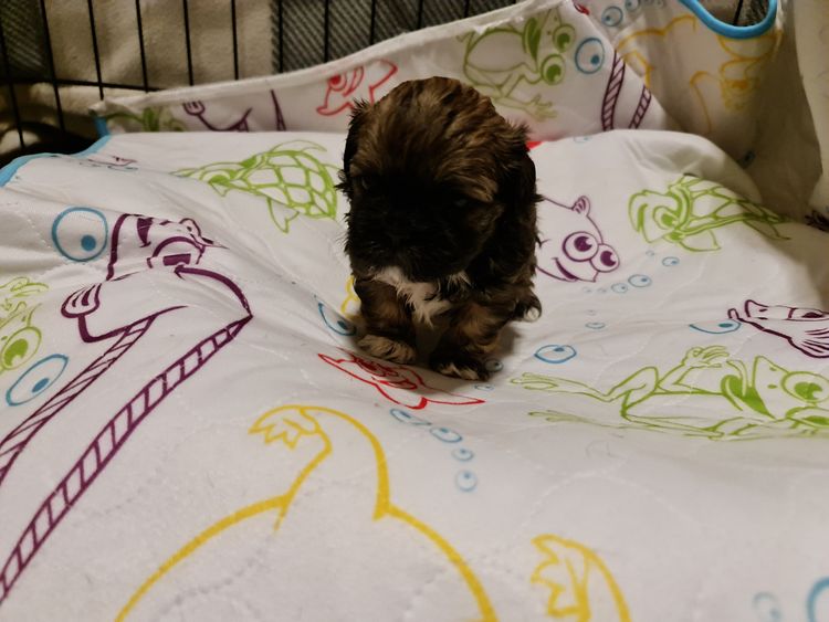 Shih Tzu Companion Breeder