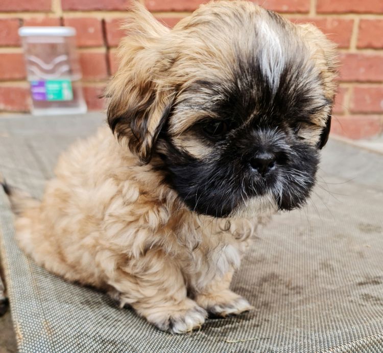 Shih Tzu Companion Breeder