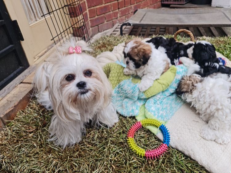 Shih Tzu Companion Breeder