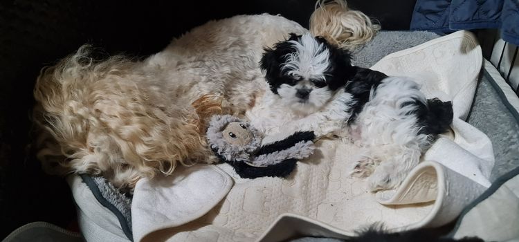 Shih Tzu Companion Breeder