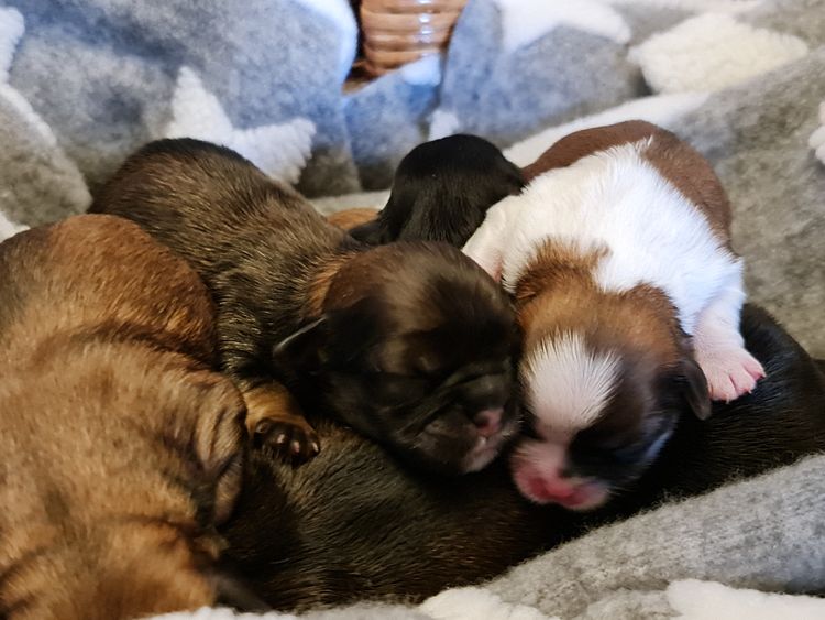 Shih Tzu Companion Breeder