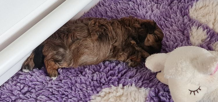 Shih Tzu Companion Breeder