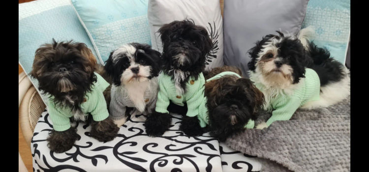 Shih Tzu Companion Breeder