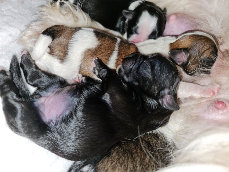Shih Tzu Companion Breeder