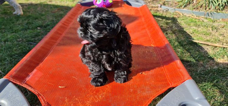 Shih Tzu Companion Breeder