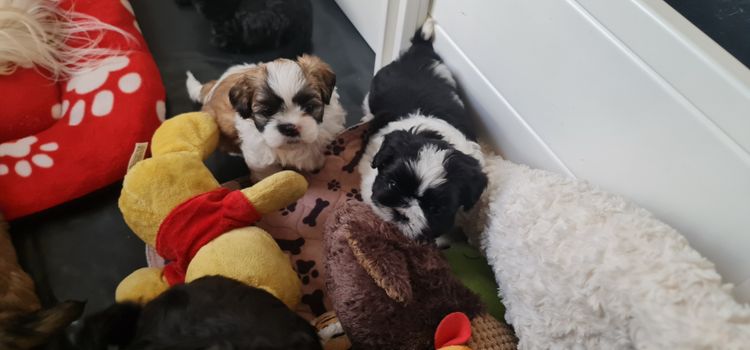 Shih Tzu Companion Breeder