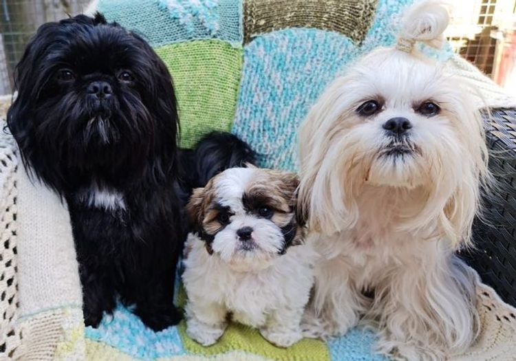 Shih Tzu Companion Breeder