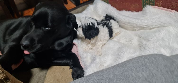 Shih Tzu Companion Breeder