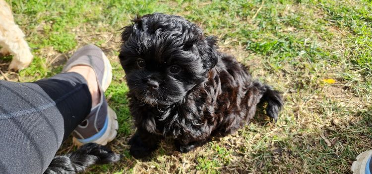 Shih Tzu Companion Breeder