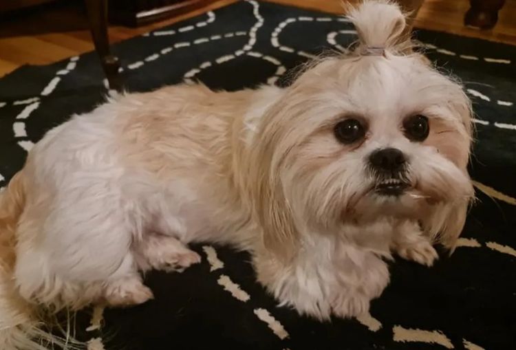 Shih Tzu Companion Breeder