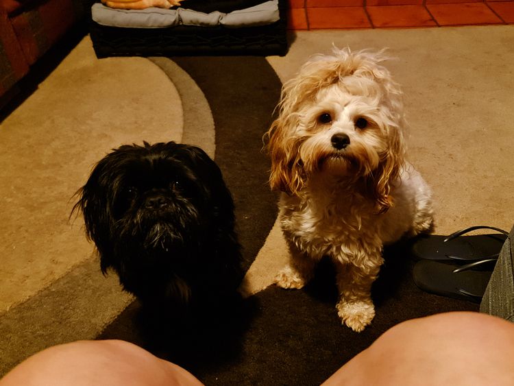 Shih Tzu Companion Breeder