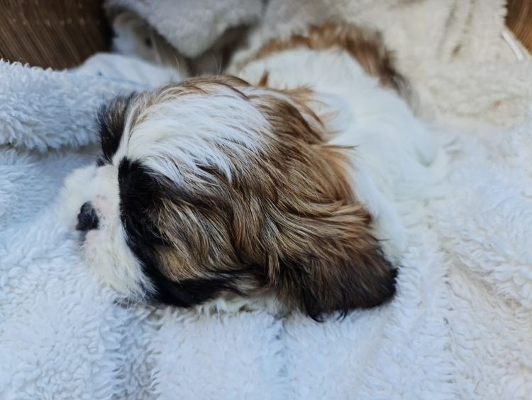 Shih Tzu Companion Breeder