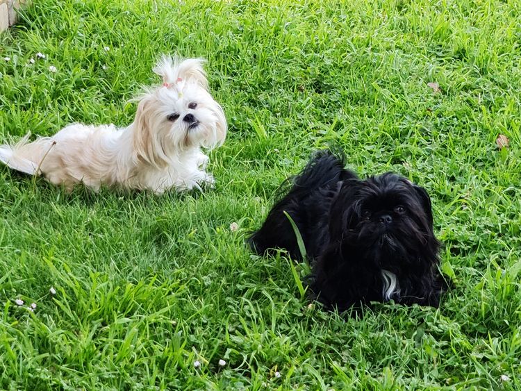 Shih Tzu Companion Breeder