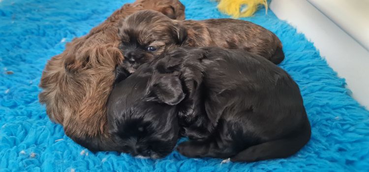 Shih Tzu Companion Breeder
