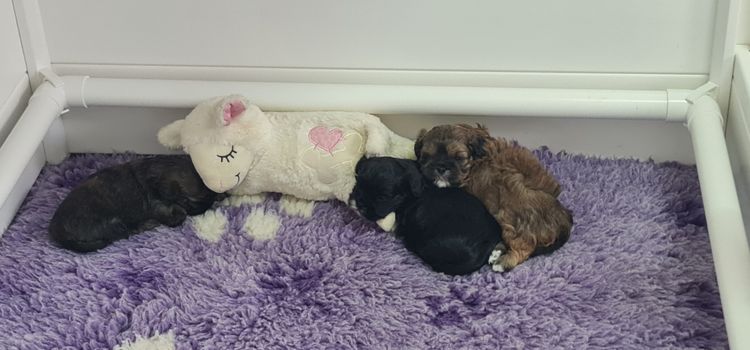 Shih Tzu Companion Breeder