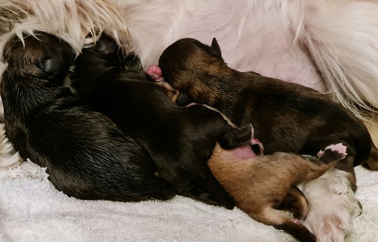Shih Tzu Companion Breeder