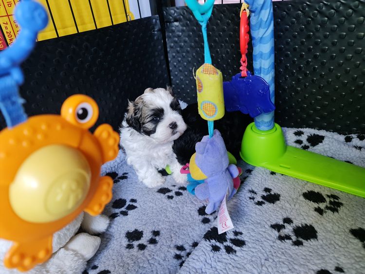 Shih Tzu Companion Breeder