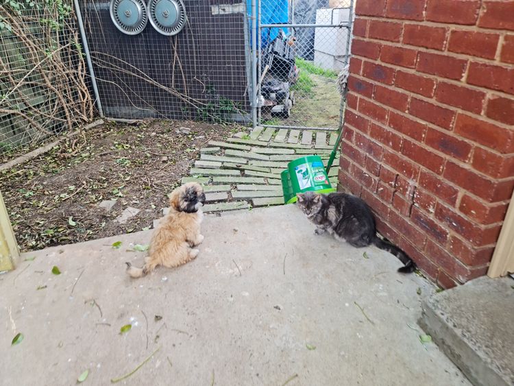 Shih Tzu Companion Breeder