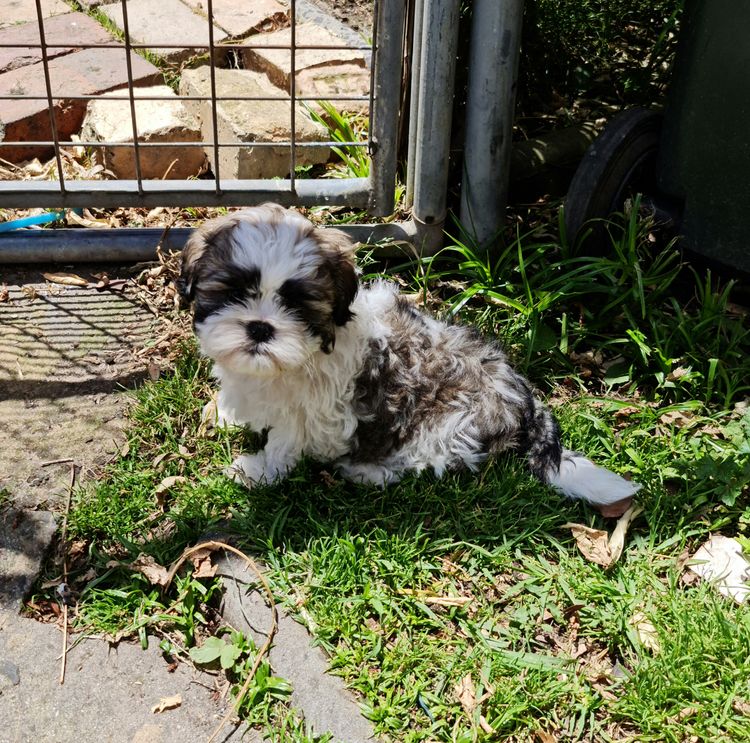 Shih Tzu Companion Breeder