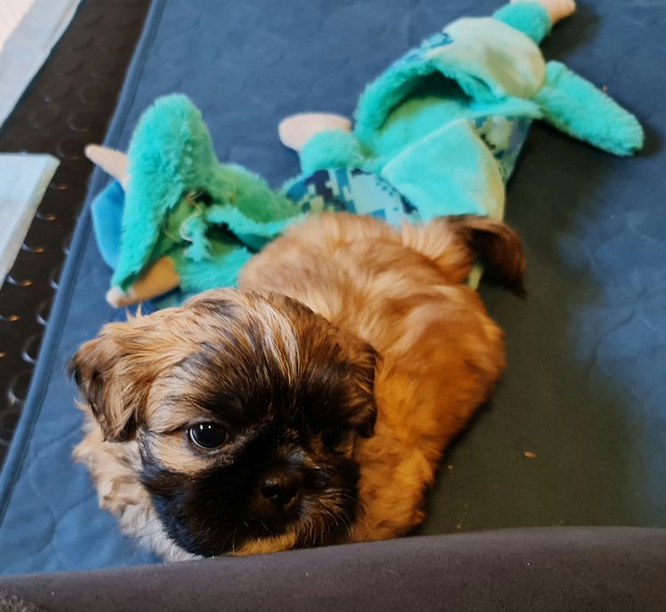 Shih Tzu Companion Breeder