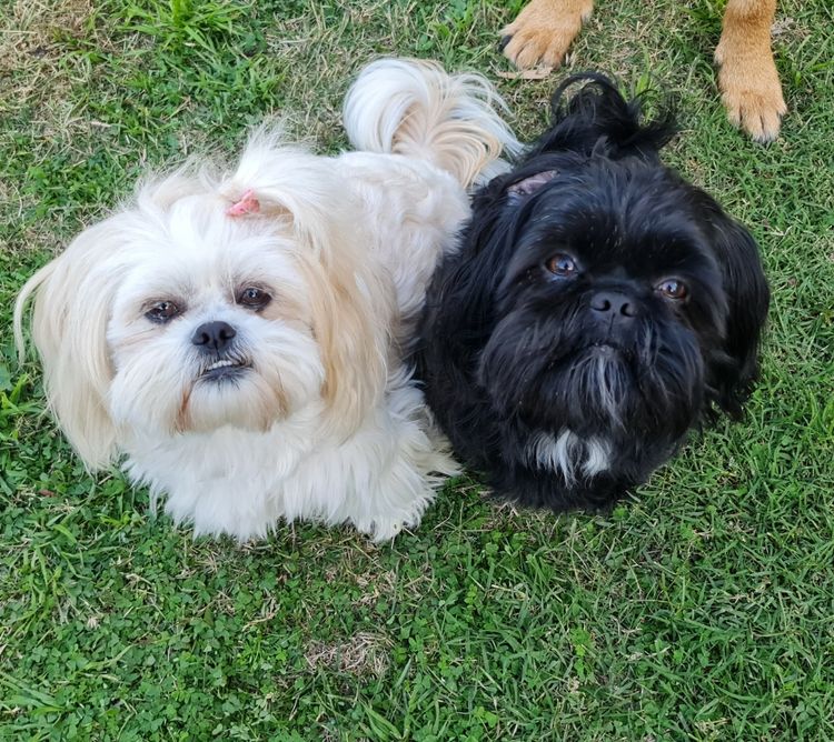 Shih Tzu Companion Breeder