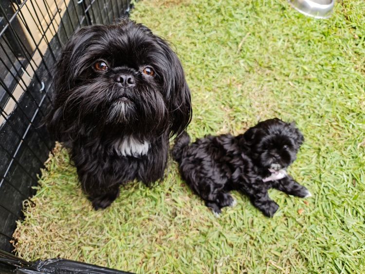 Shih Tzu Companion Breeder