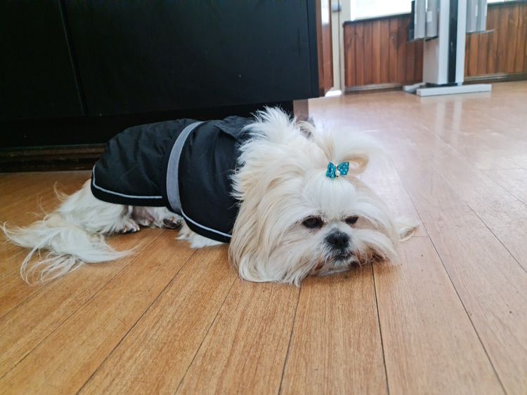 Shih Tzu Companion Breeder