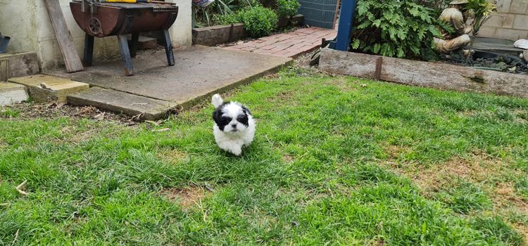 Shih Tzu Companion Breeder