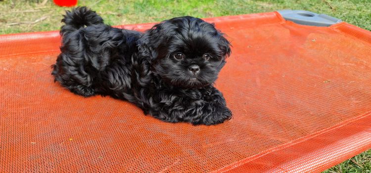 Shih Tzu Companion Breeder