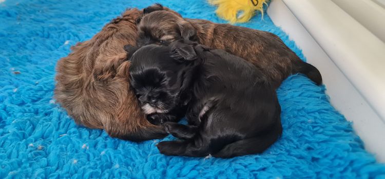Shih Tzu Companion Breeder