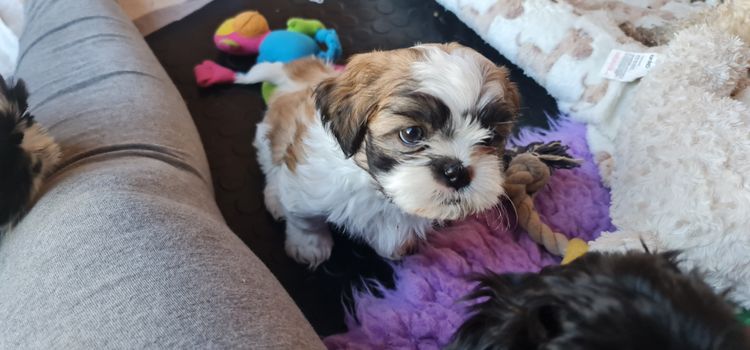 Shih Tzu Companion Breeder