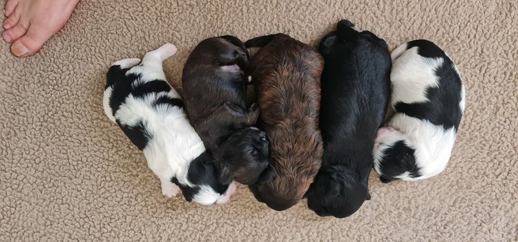Shih Tzu Companion Breeder