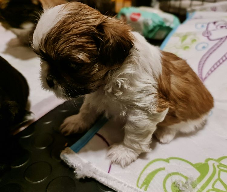 Shih Tzu Companion Breeder