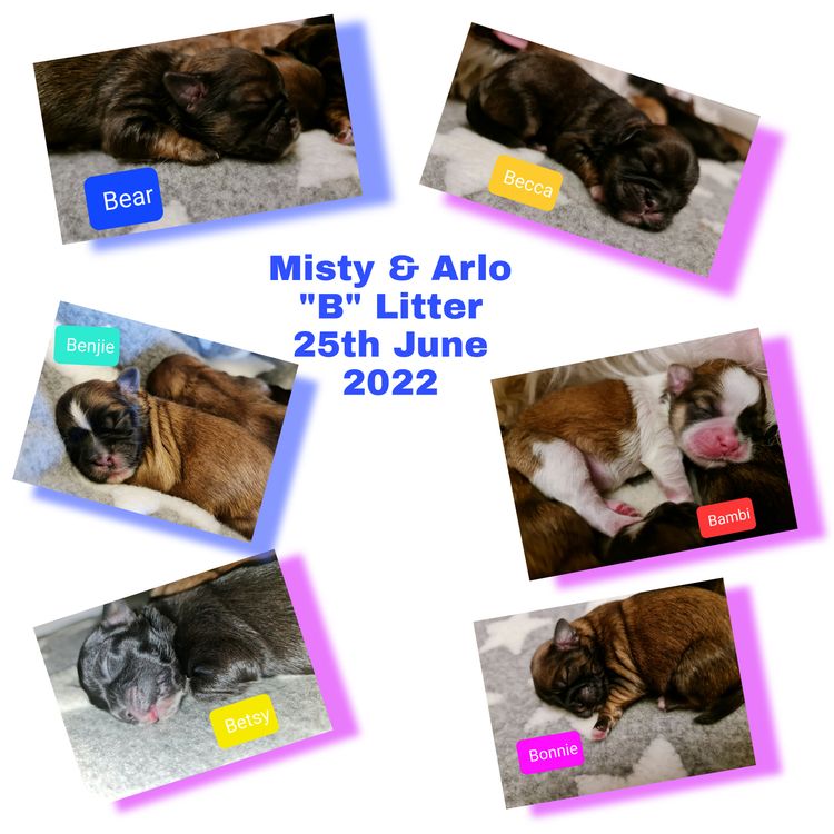 Shih Tzu Companion Breeder