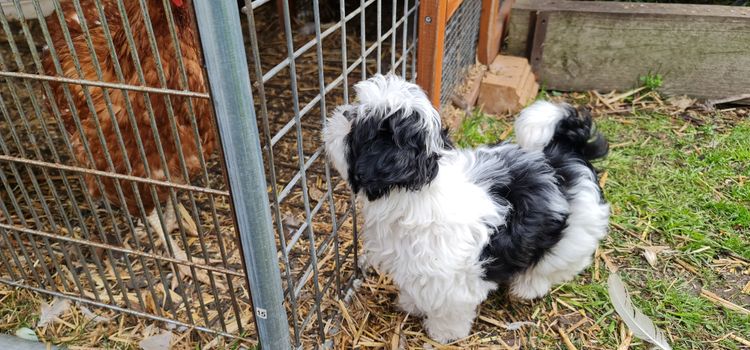 Shih Tzu Companion Breeder