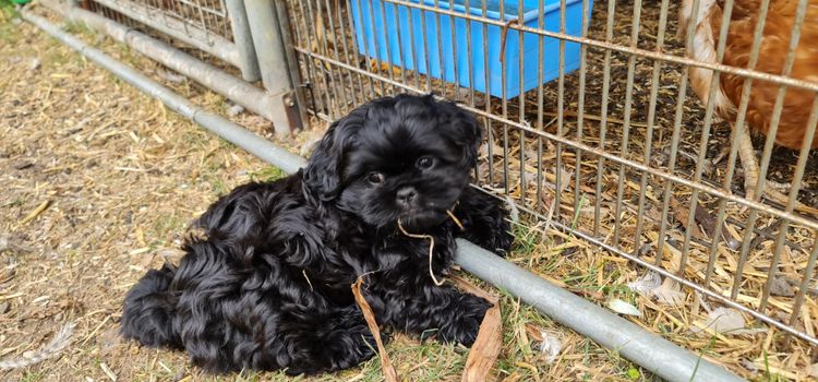 Shih Tzu Companion Breeder