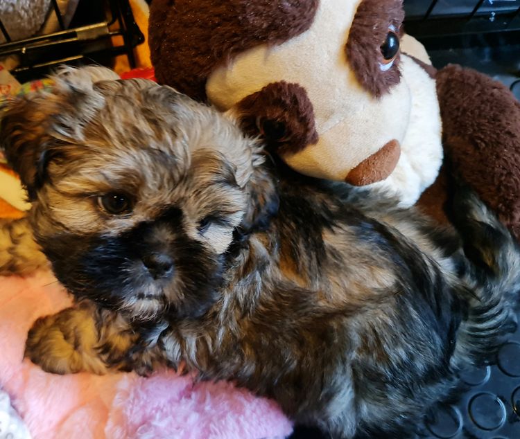Shih Tzu Companion Breeder