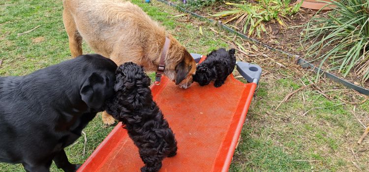 Shih Tzu Companion Breeder
